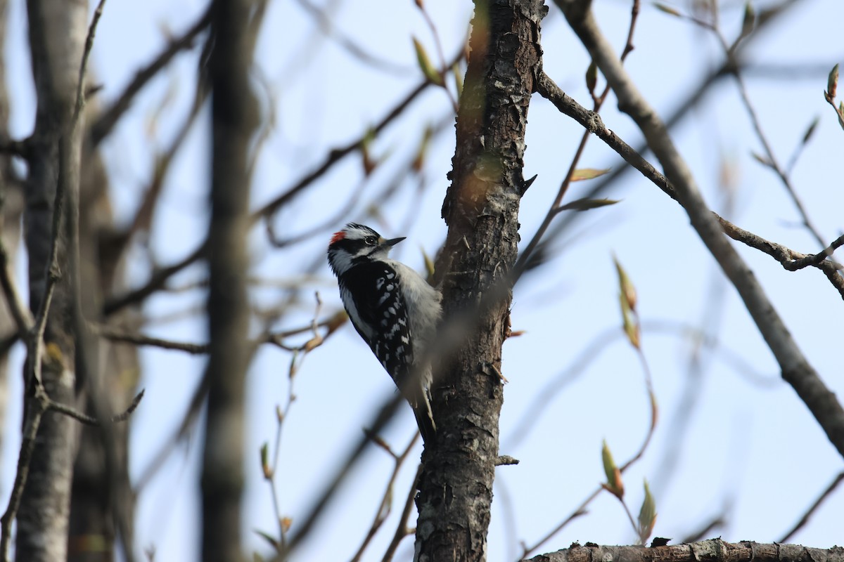 Downy Woodpecker - ML635298675