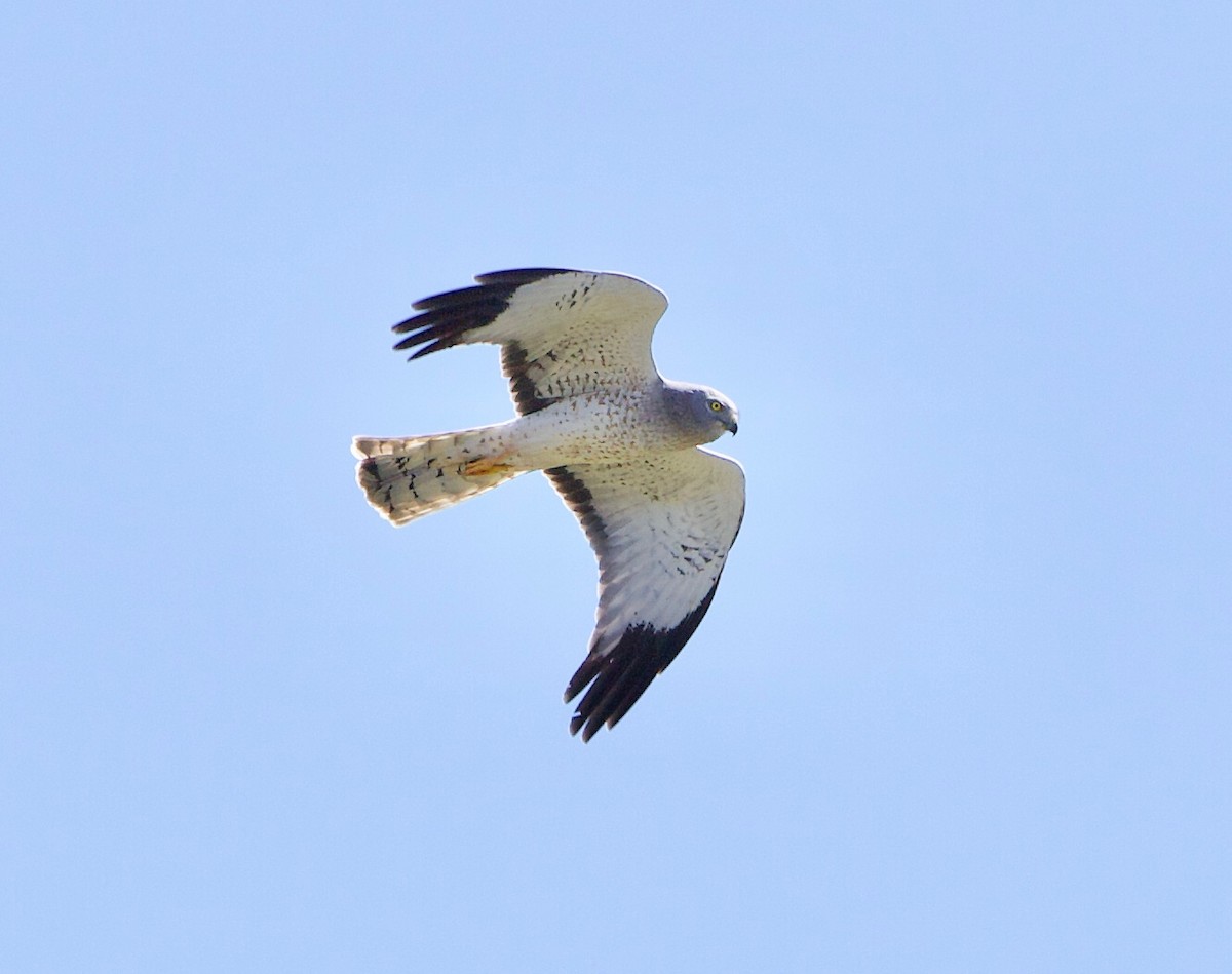 Northern Harrier - ML635298676