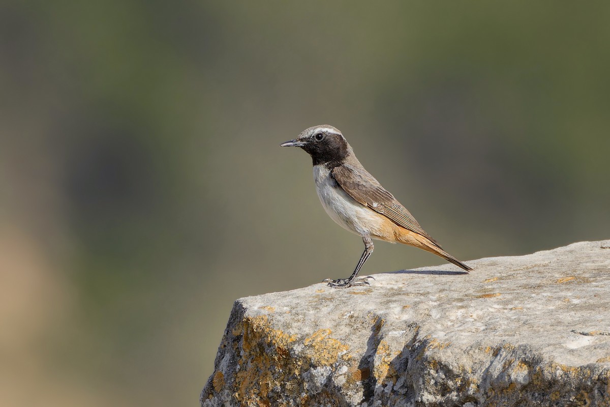 Kurdish Wheatear - ML635298678