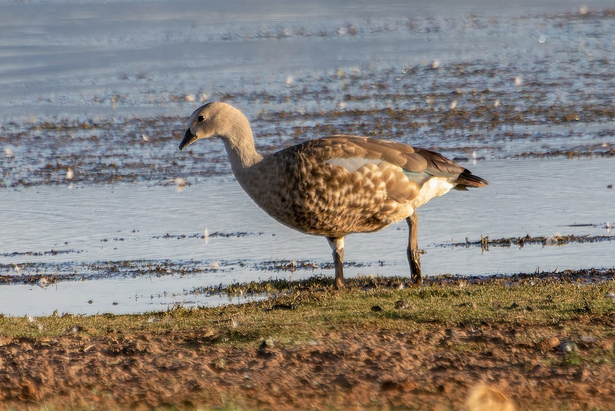 Blue-winged Goose - ML635298680
