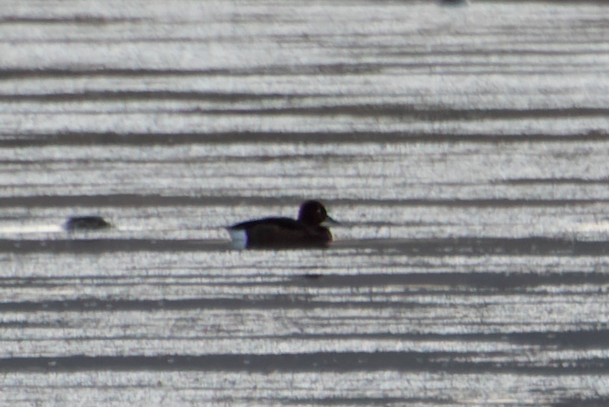 メジロガモ - ML635298689