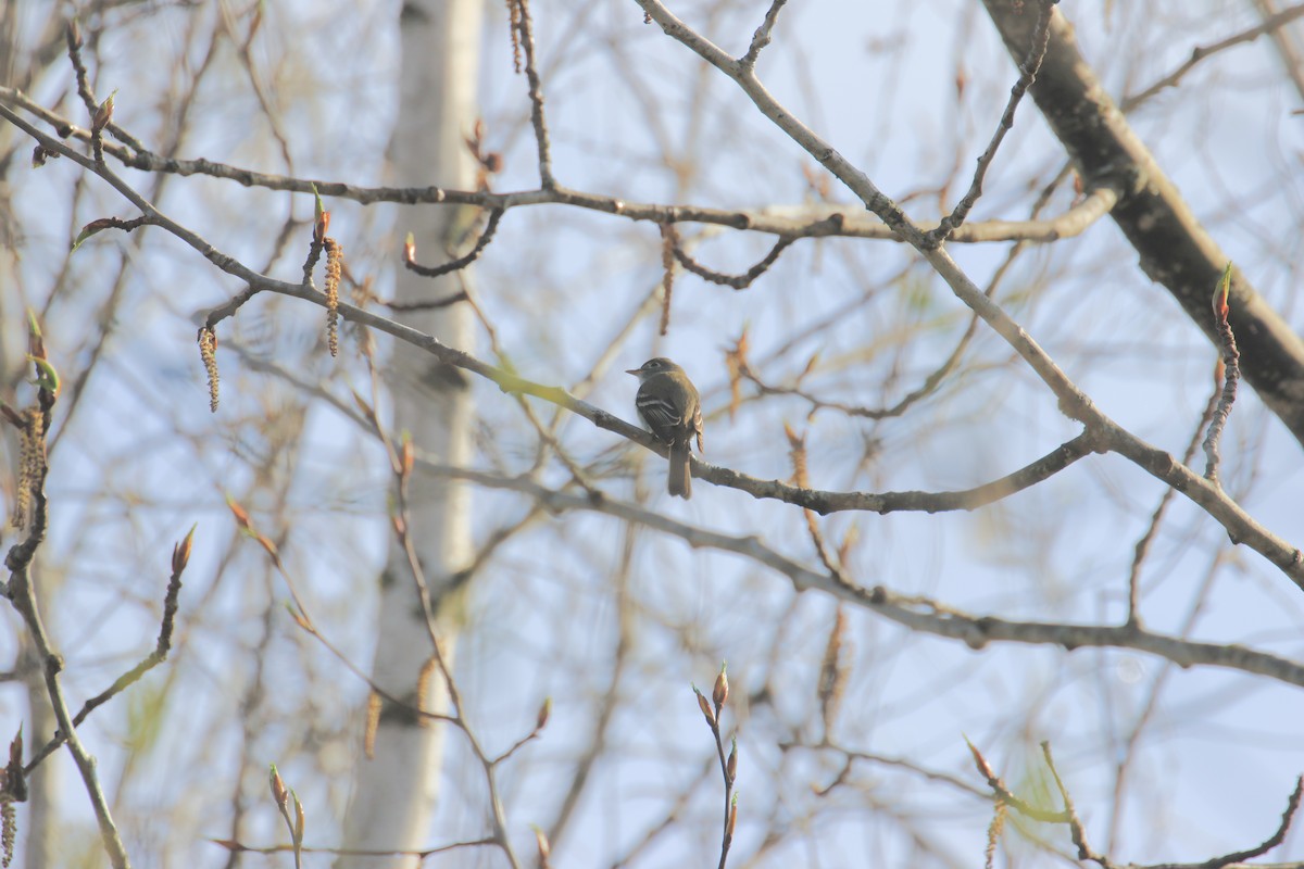 Least Flycatcher - ML635298713