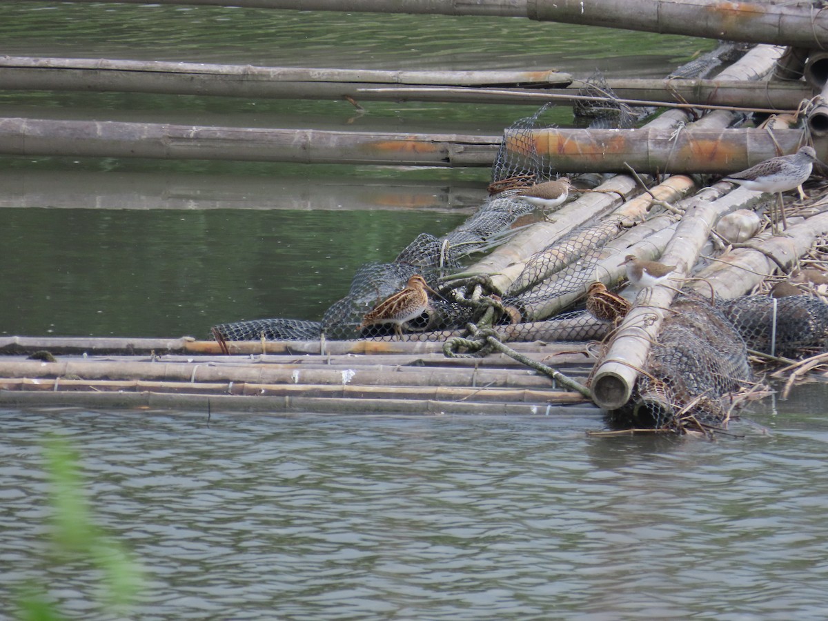 Common Snipe - ML635298717