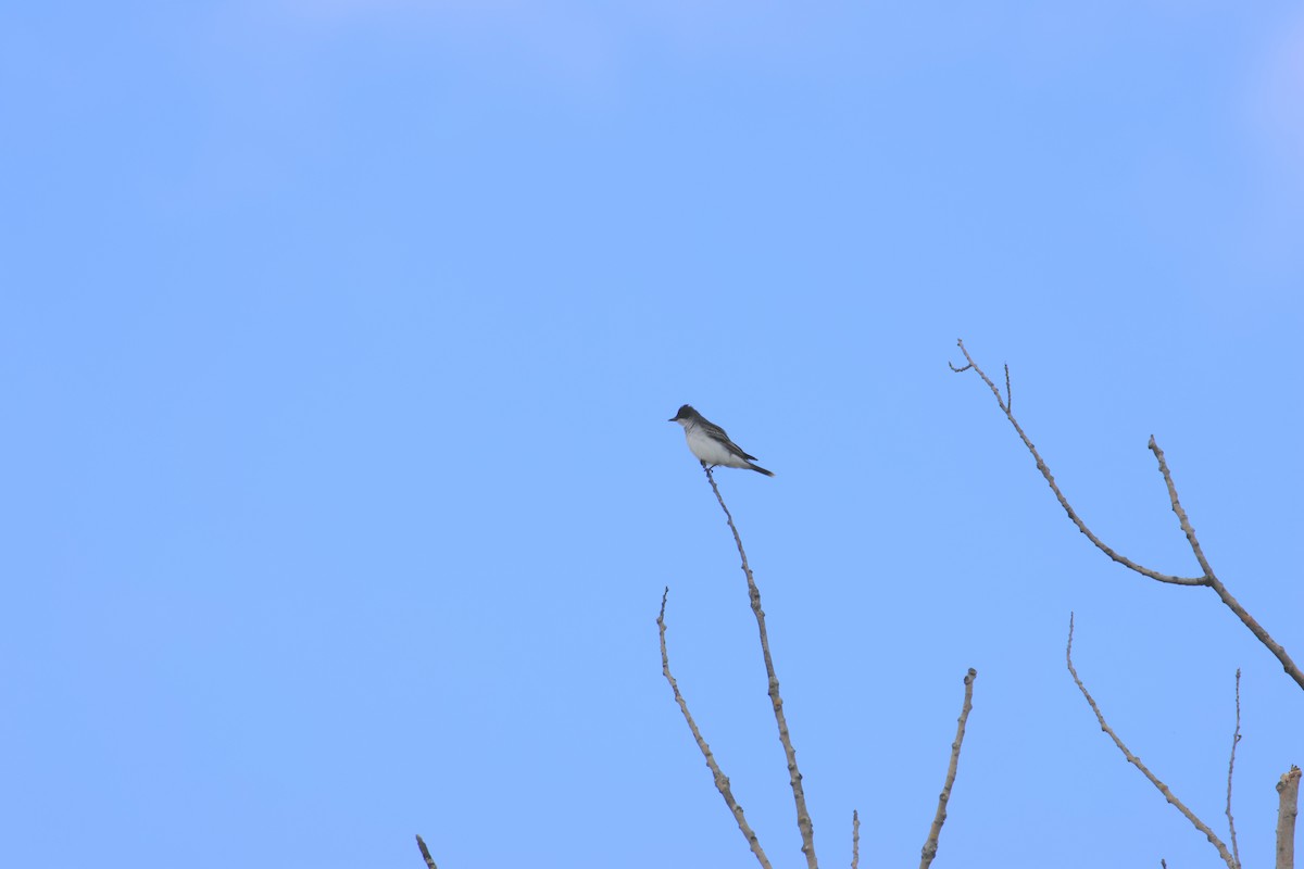Eastern Kingbird - ML635298731