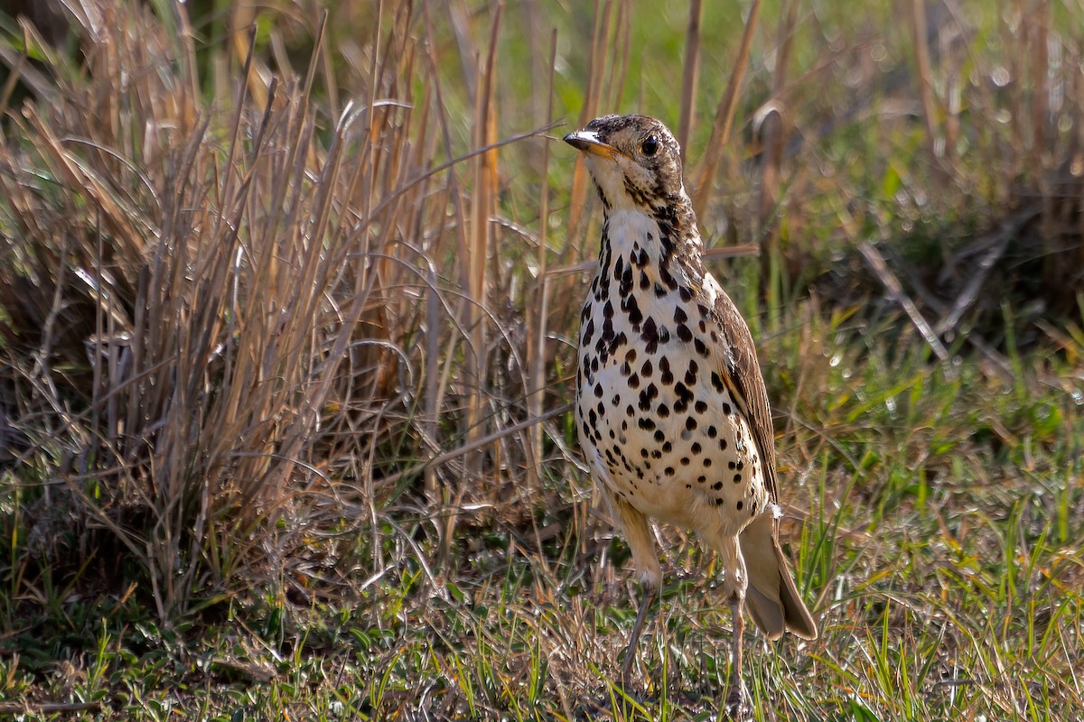 Ethiopian Thrush - ML635298734