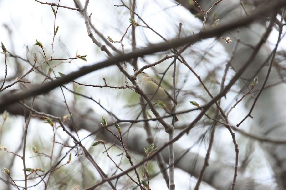 Warbling Vireo - ML635298745