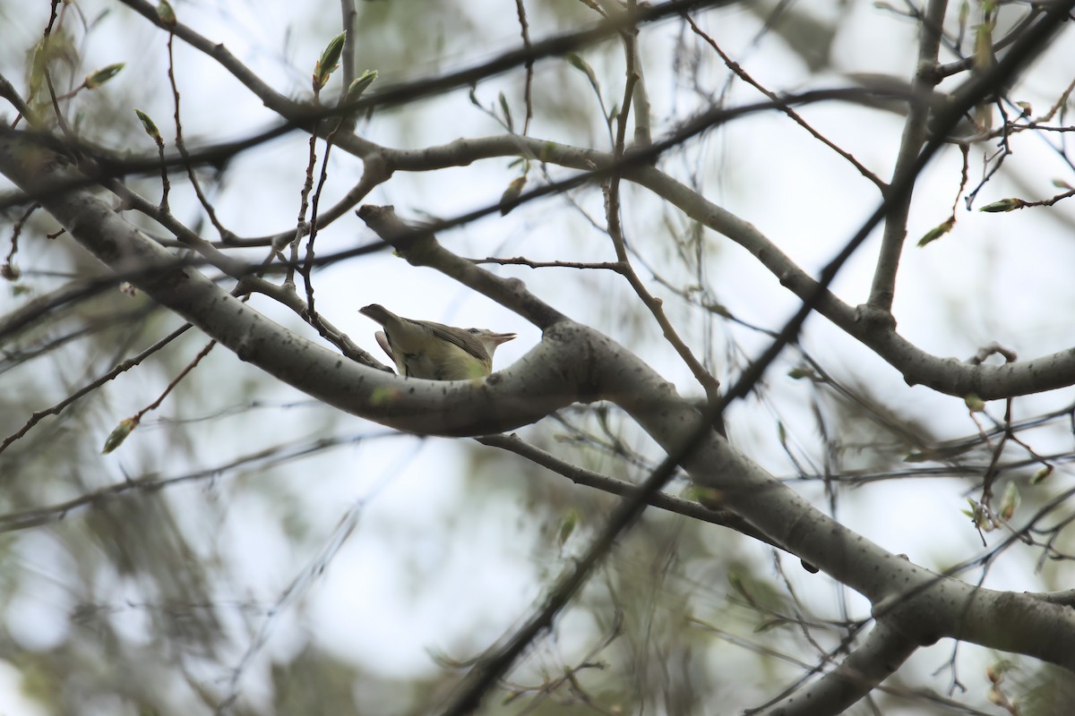 Warbling Vireo - ML635298750