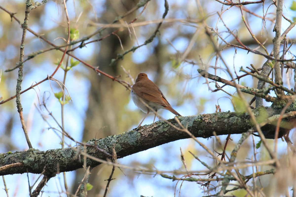 Veery - ML635298756