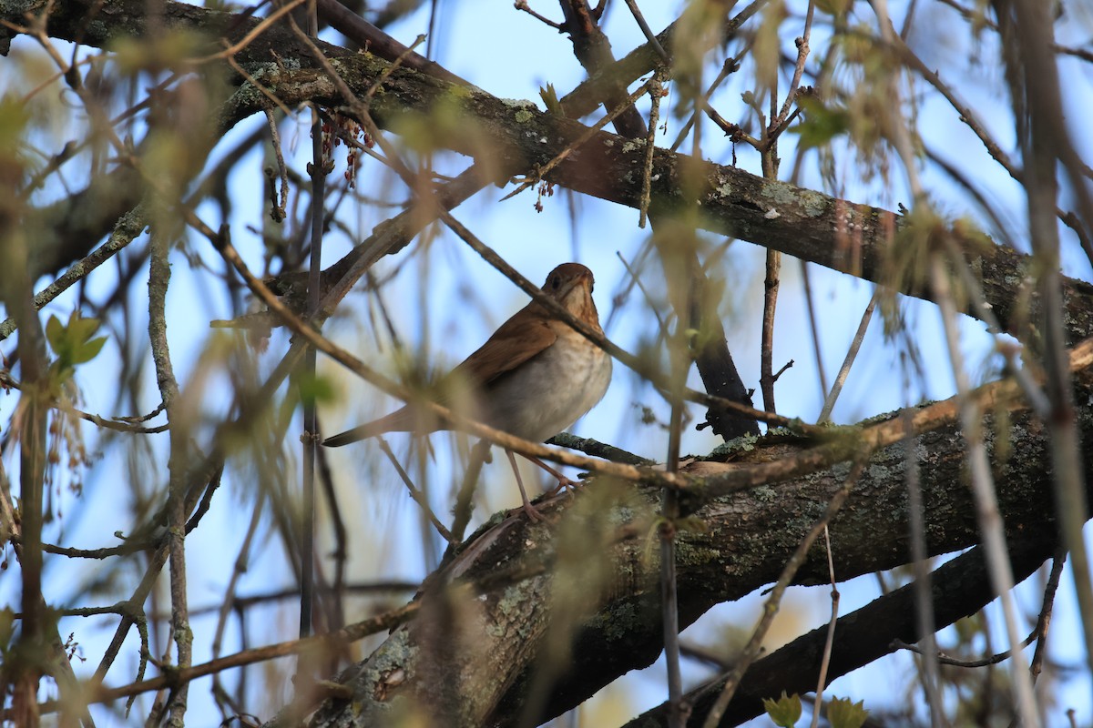Veery - ML635298760