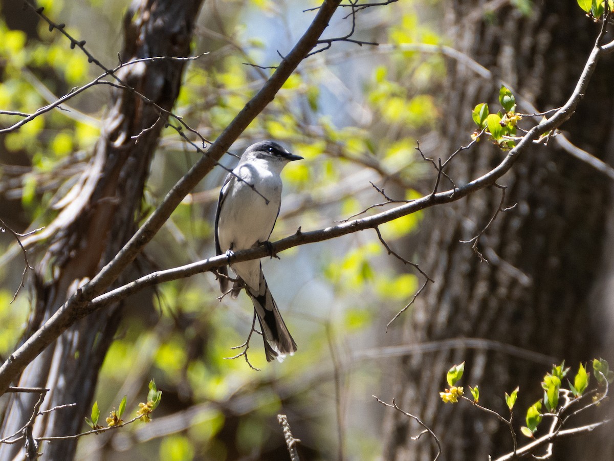 Ashy Minivet - ML635298762