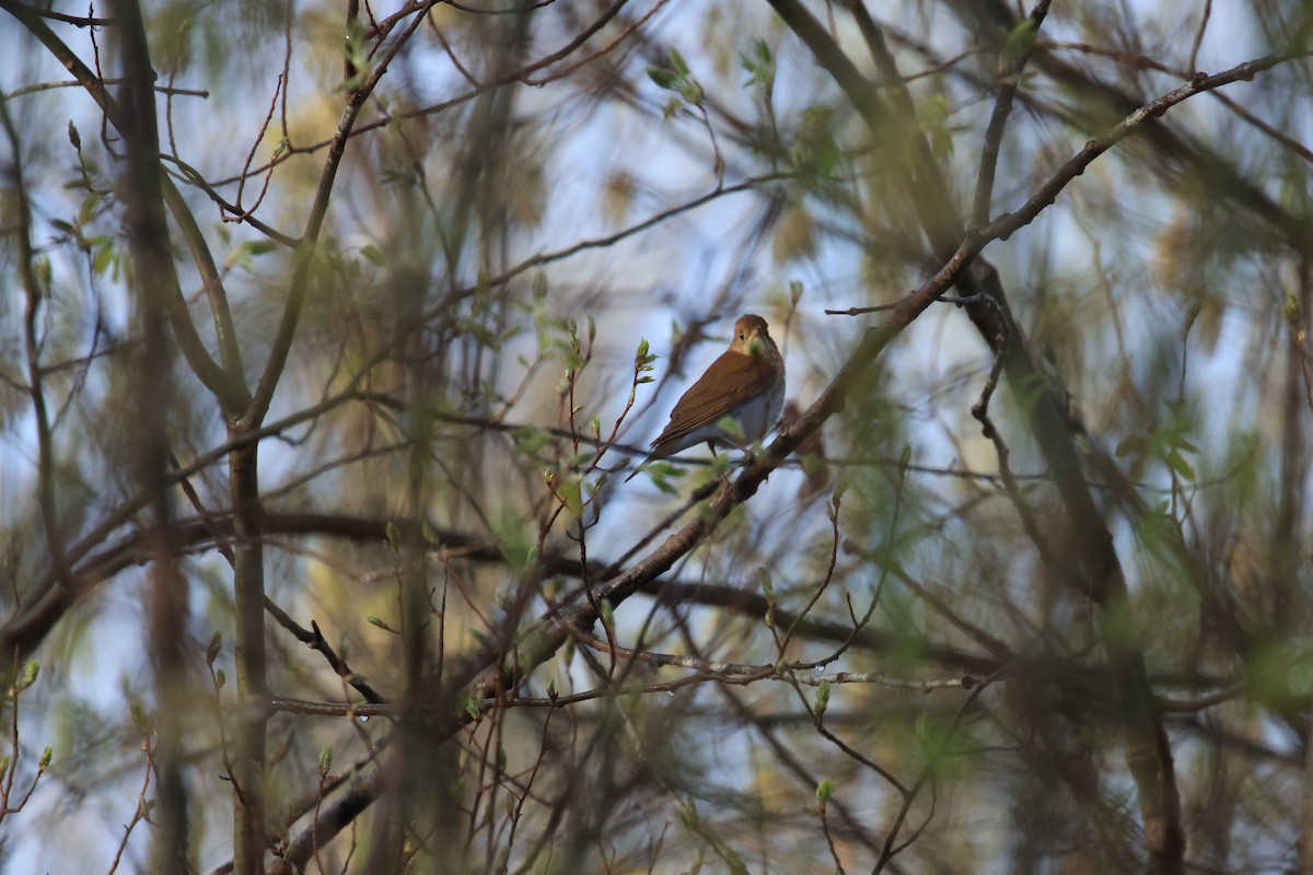 Veery - ML635298766