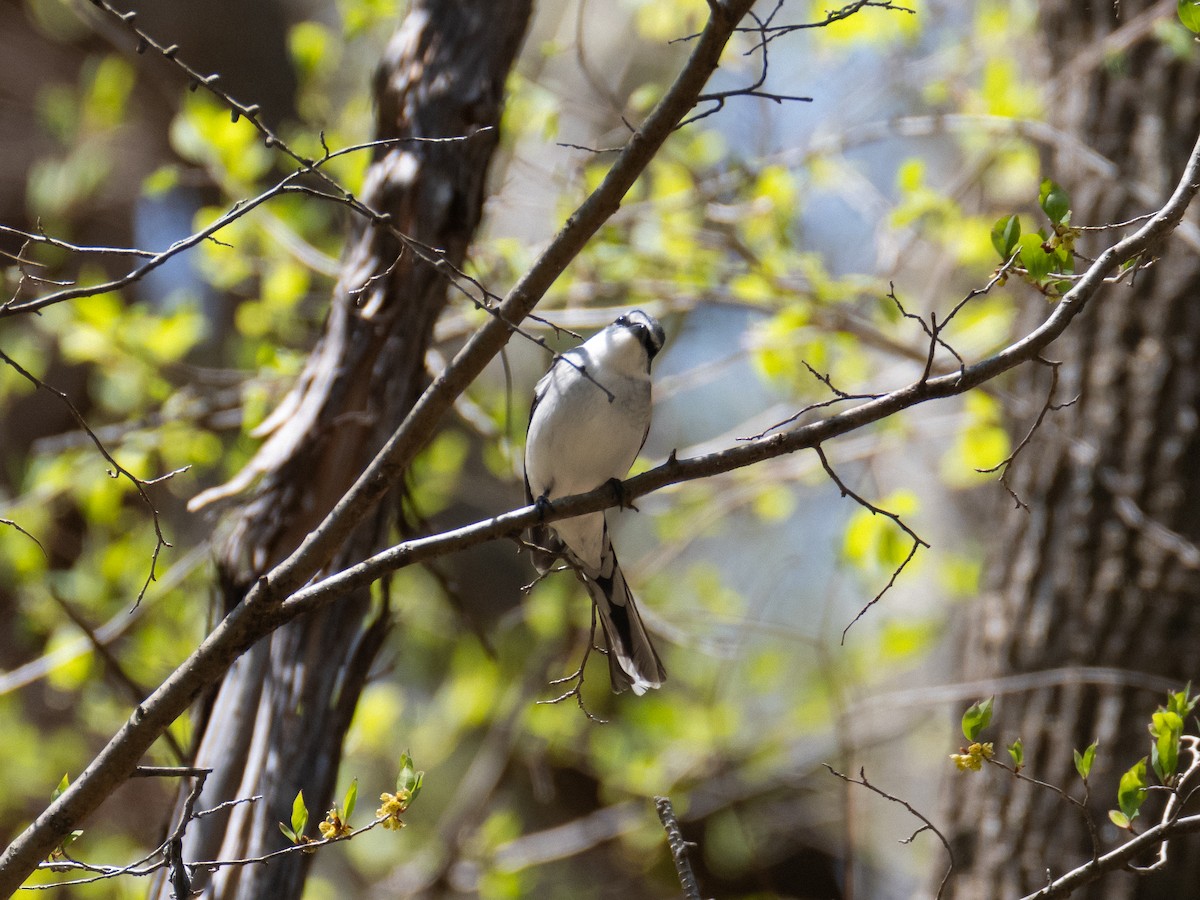 Ashy Minivet - ML635298771