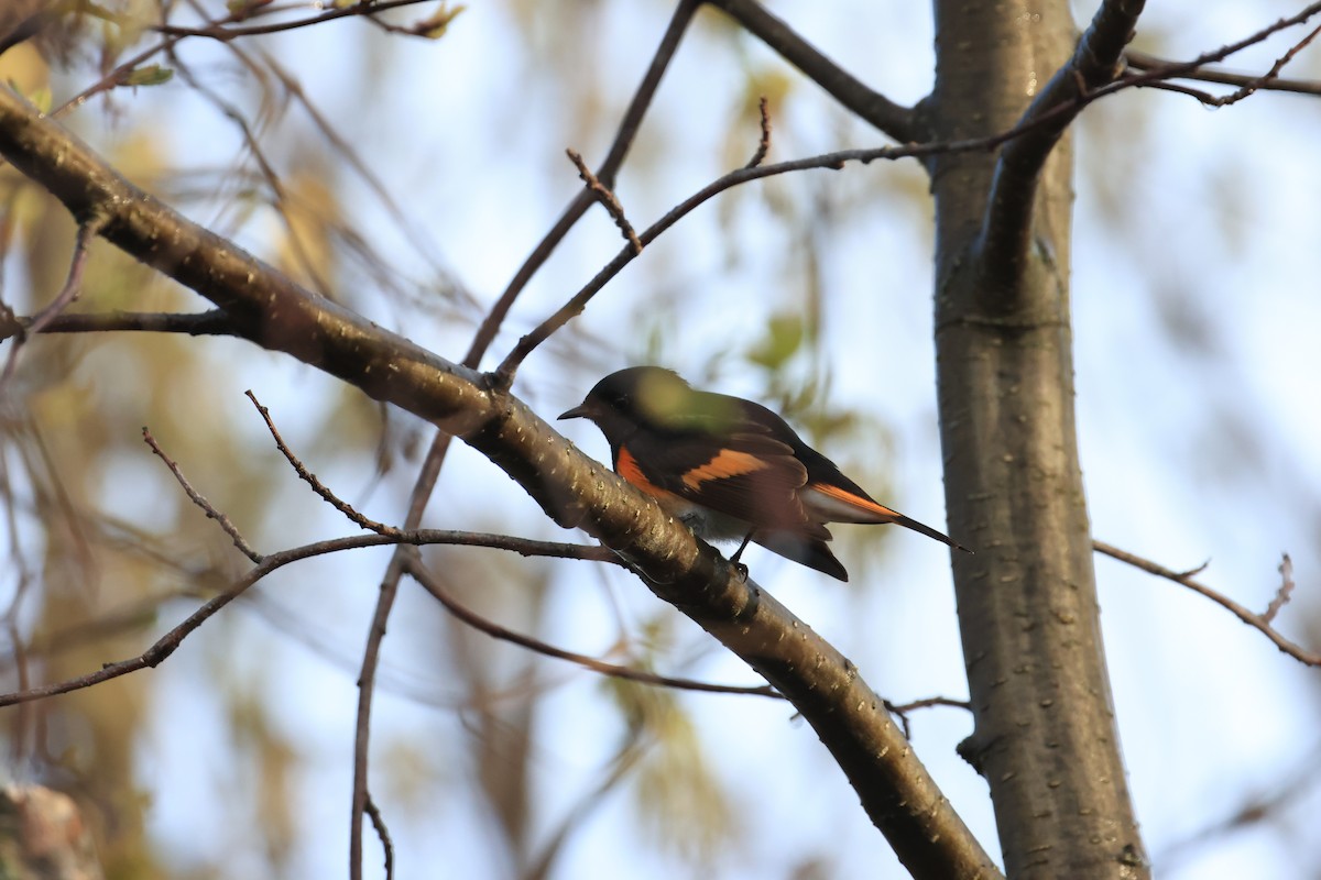 American Redstart - ML635298800