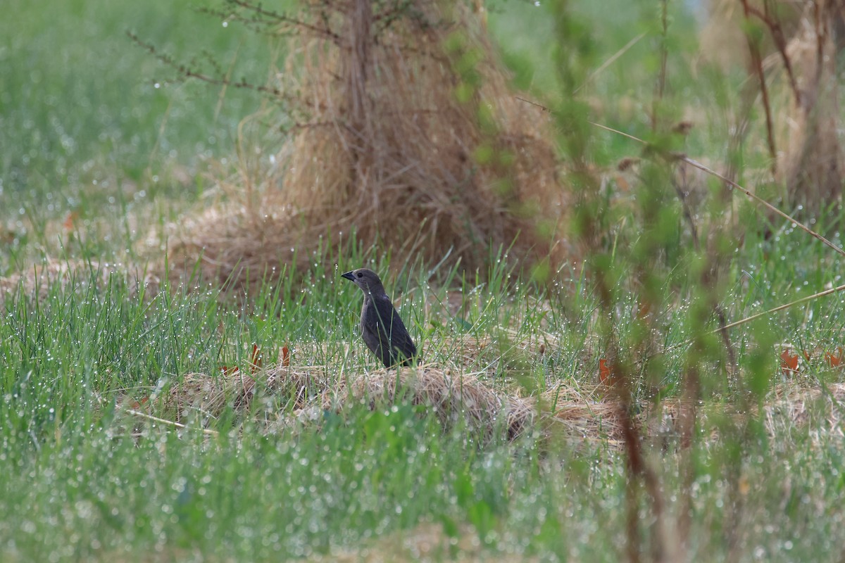 Brown-headed Cowbird - ML635298805