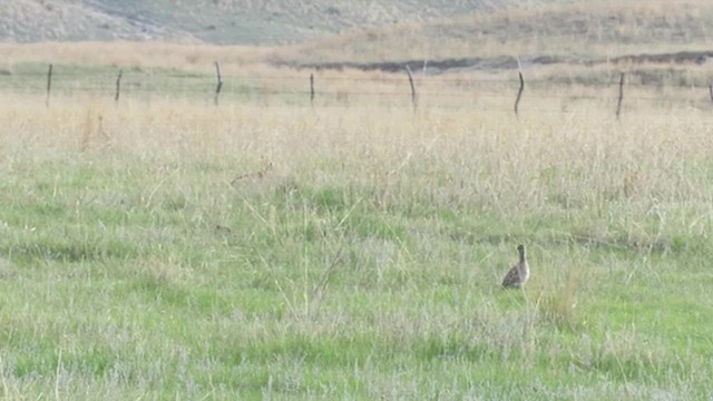 Sharp-tailed Grouse - ML635298875