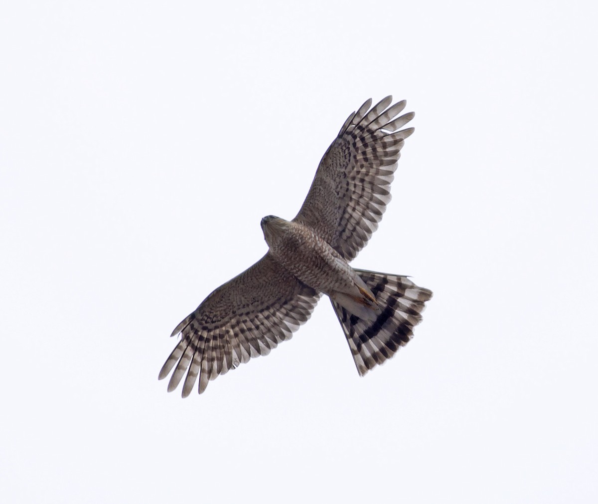 Sharp-shinned Hawk - ML635298880