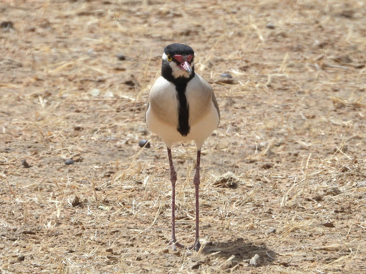 Black-headed Lapwing - ML635298891