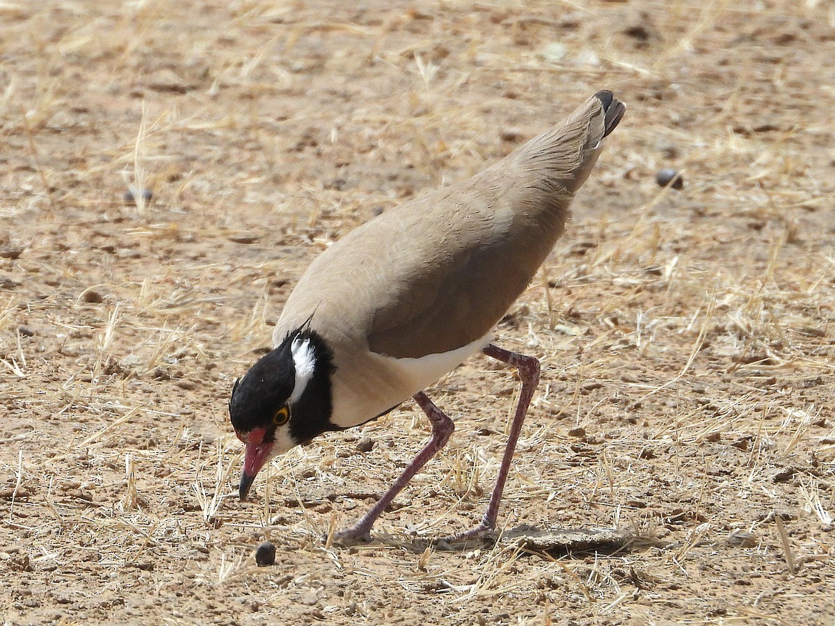 Black-headed Lapwing - ML635298893