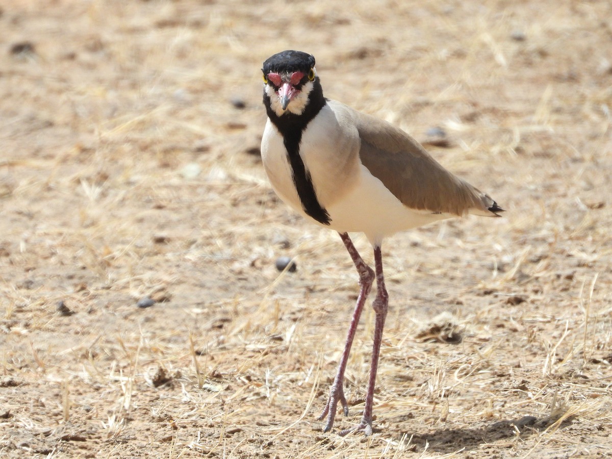 Black-headed Lapwing - ML635298895