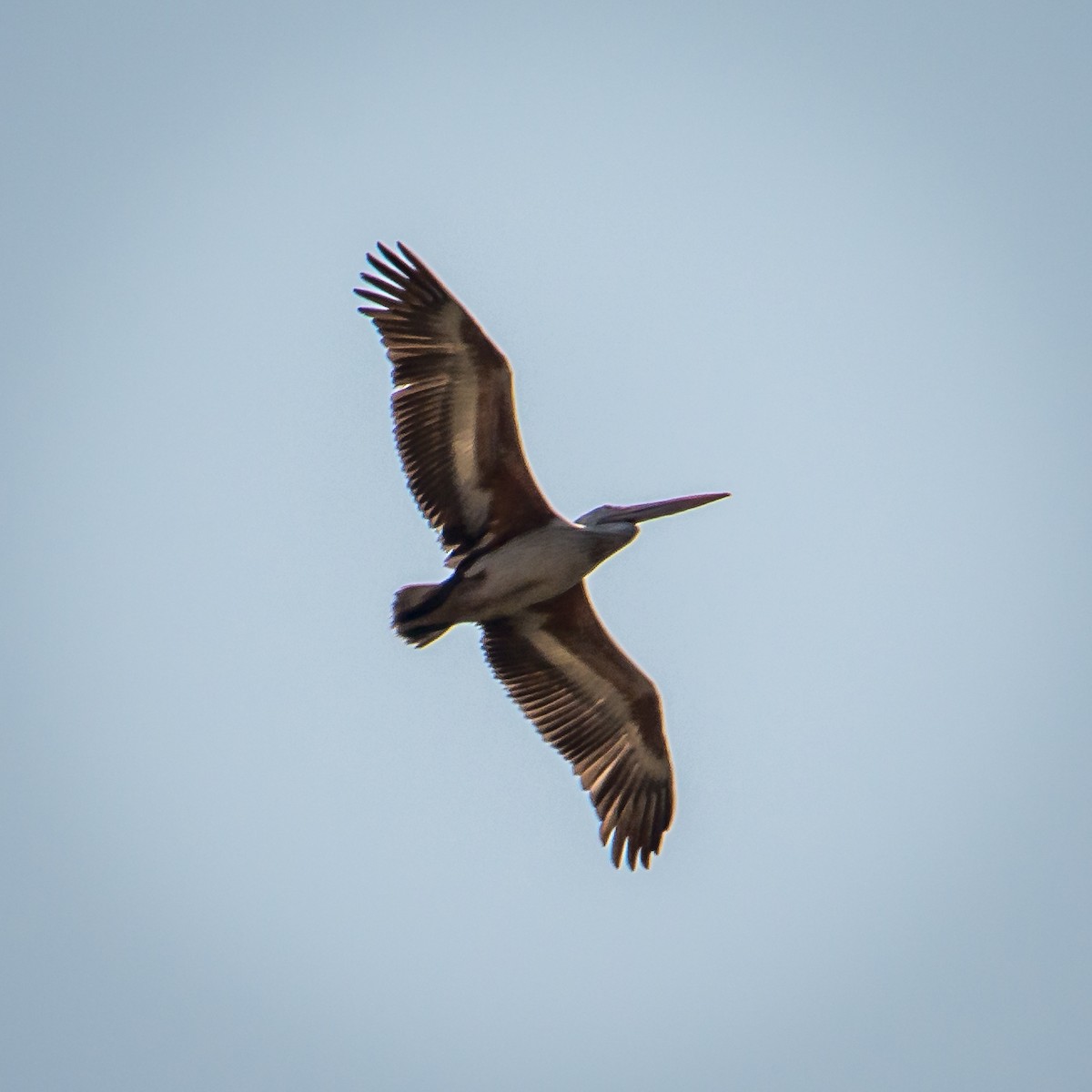 Spot-billed Pelican - ML635298896