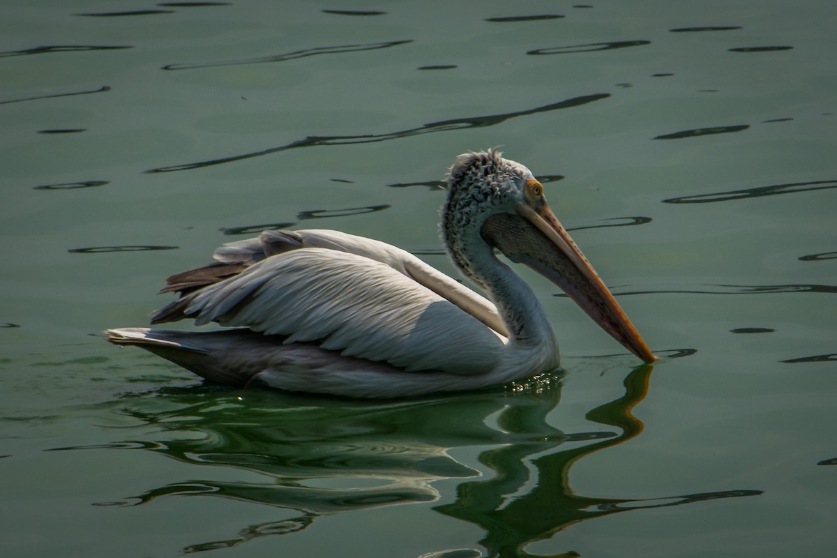 Spot-billed Pelican - ML635298897