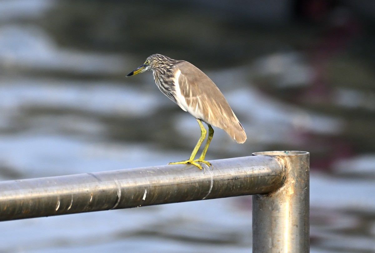 Indian Pond-Heron - ML635298935