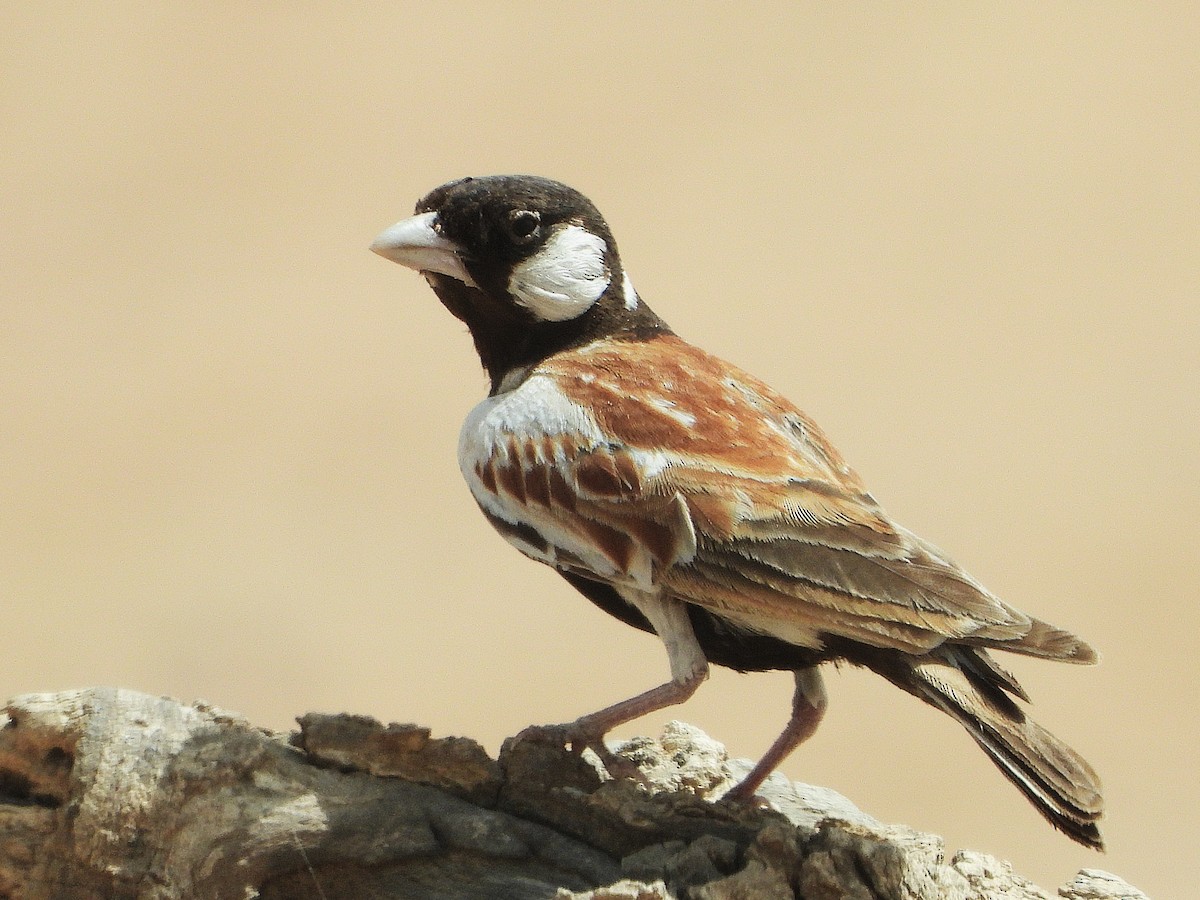 Chestnut-backed Sparrow-Lark - ML635298941
