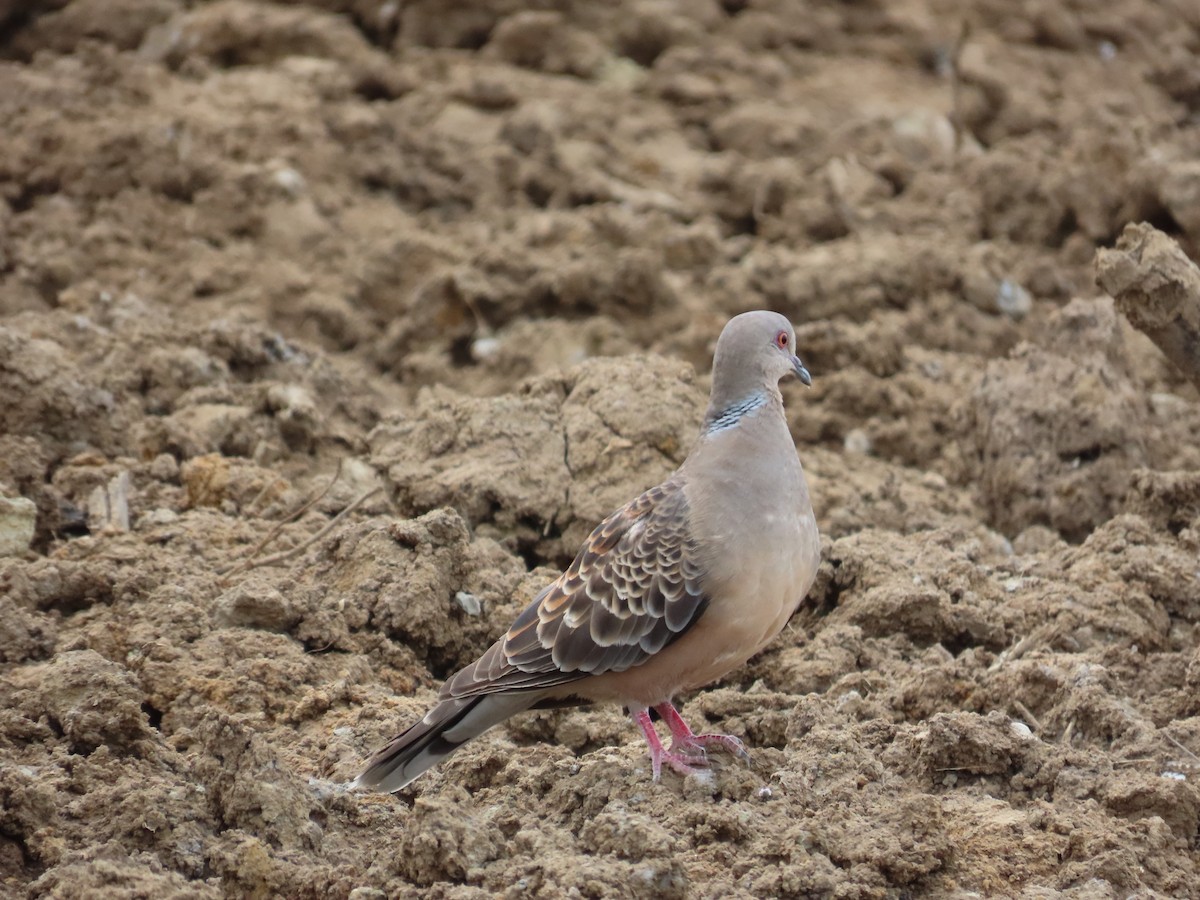 Oriental Turtle-Dove - ML635298960