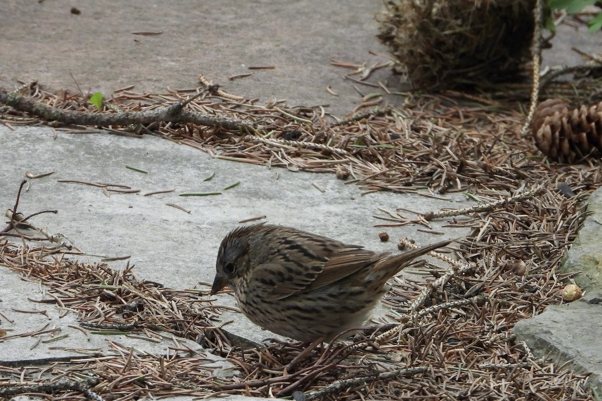 Lincoln's Sparrow - ML635299022