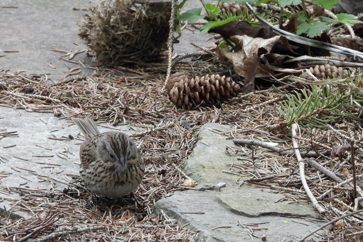 Lincoln's Sparrow - ML635299023