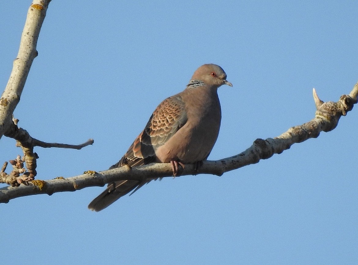 Oriental Turtle-Dove - ML635299138