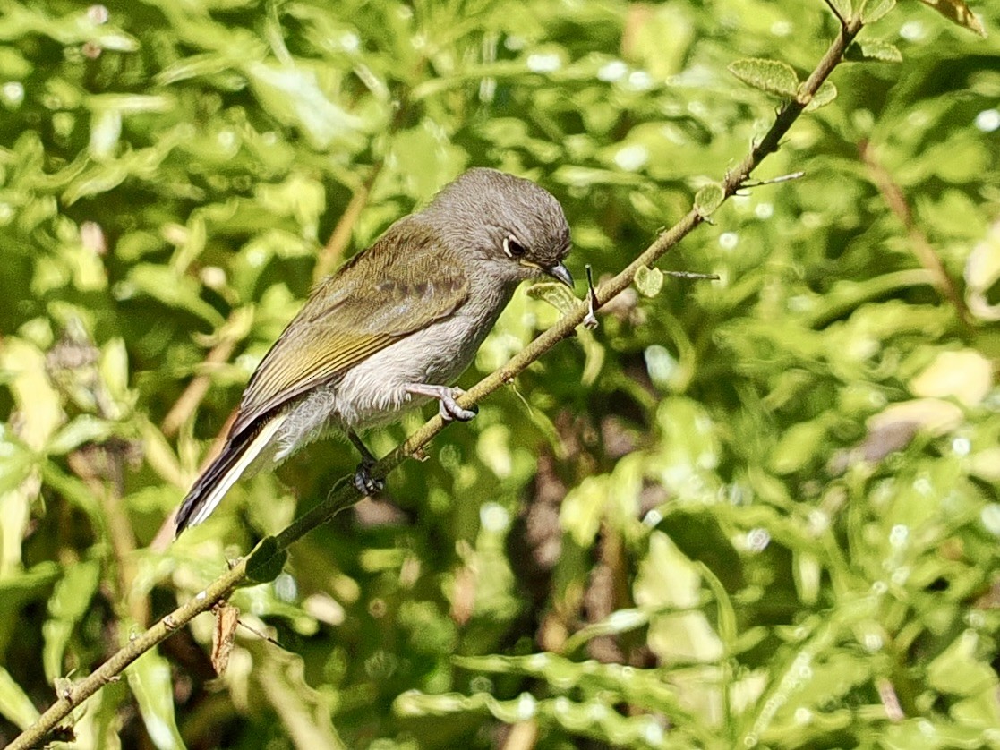 Green-backed Honeybird - ML635299176