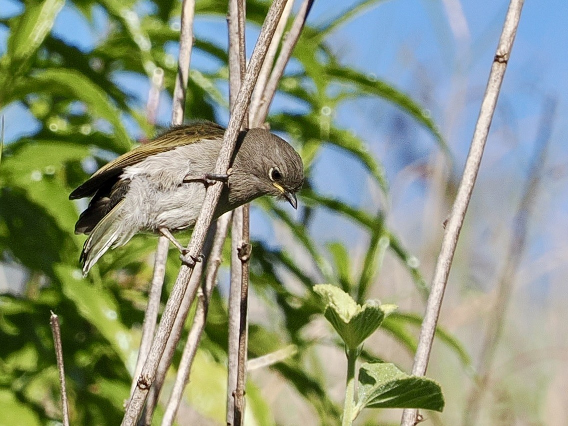 Green-backed Honeybird - ML635299183