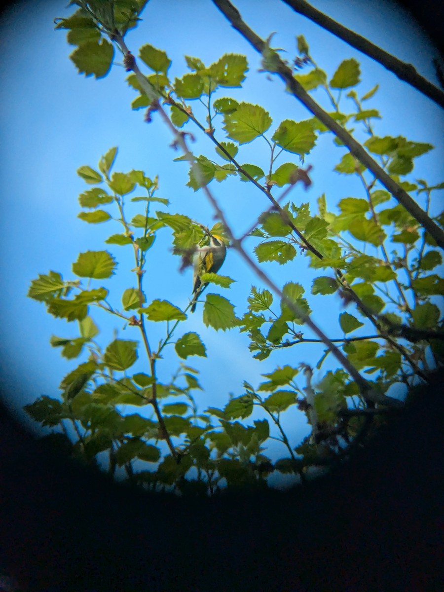 Golden-winged Warbler - ML635299187