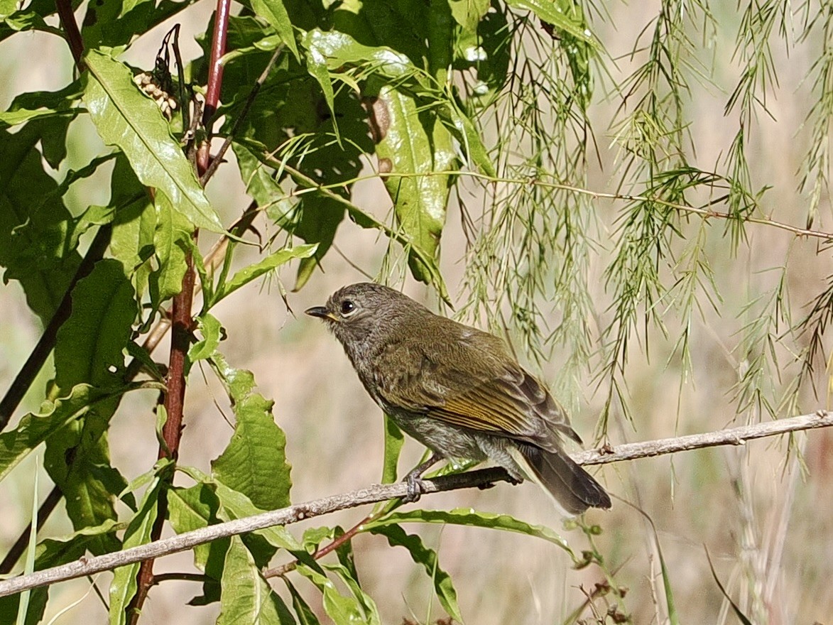 Green-backed Honeybird - ML635299192