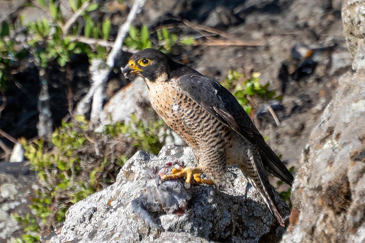 ハヤブサ - ML635299194