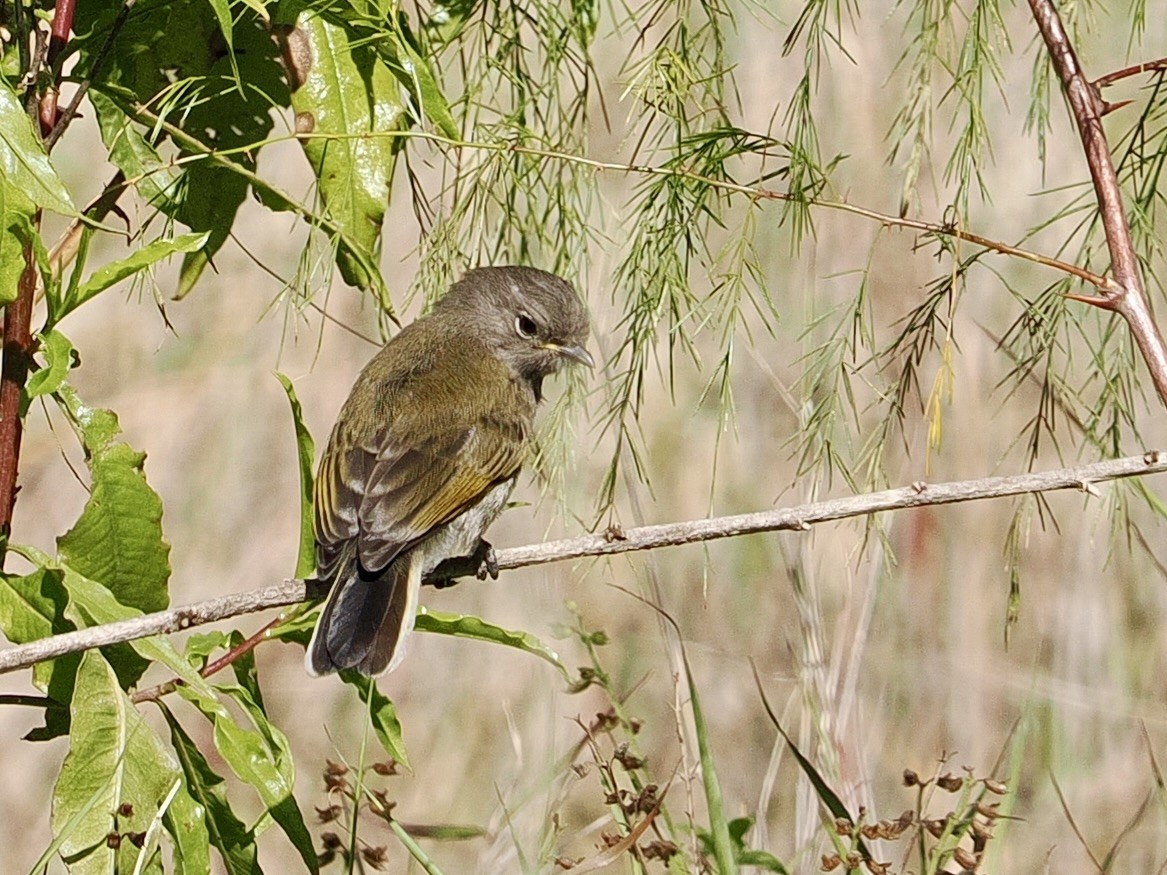 Green-backed Honeybird - ML635299203