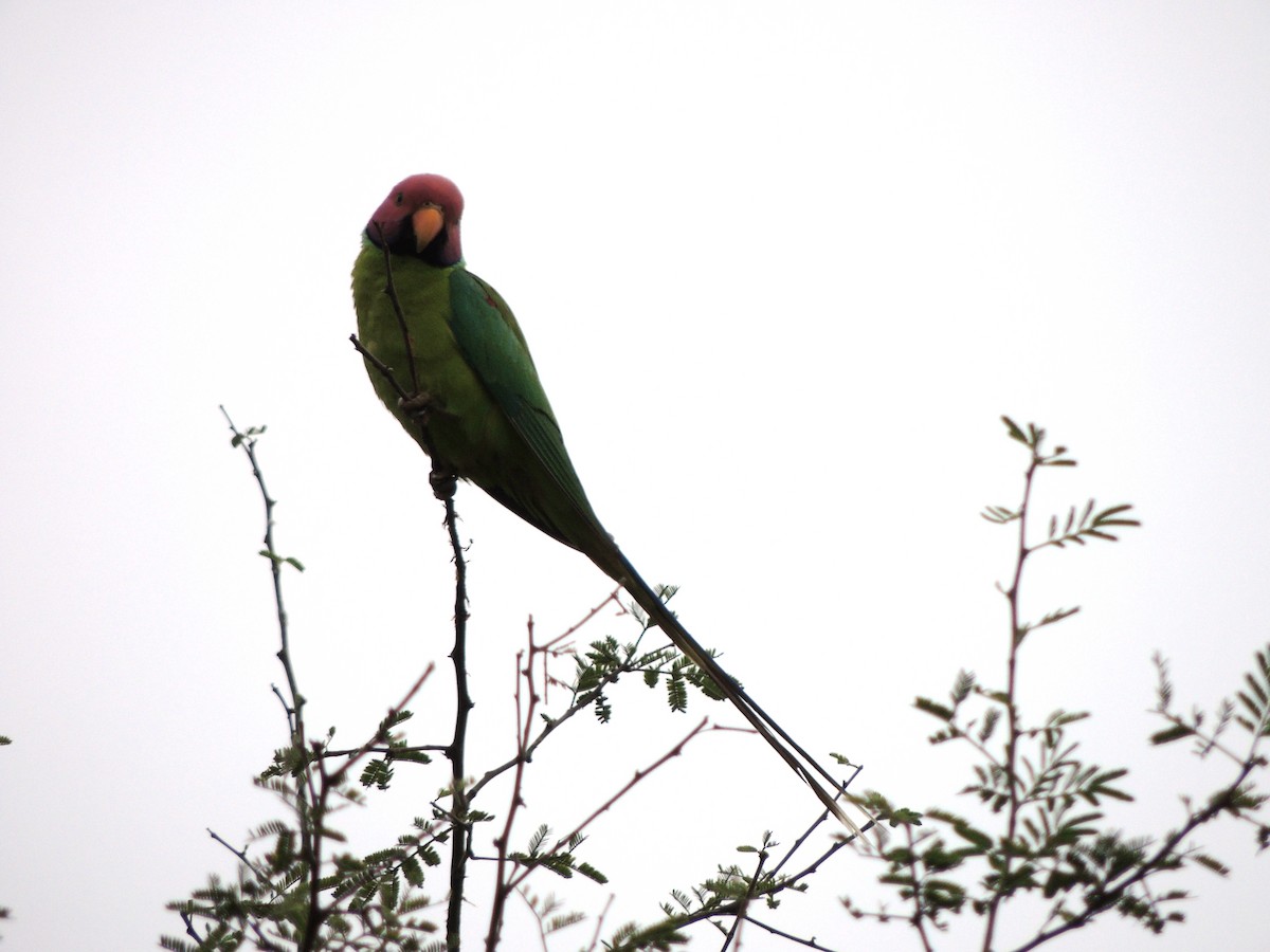 Plum-headed Parakeet - ML635299261