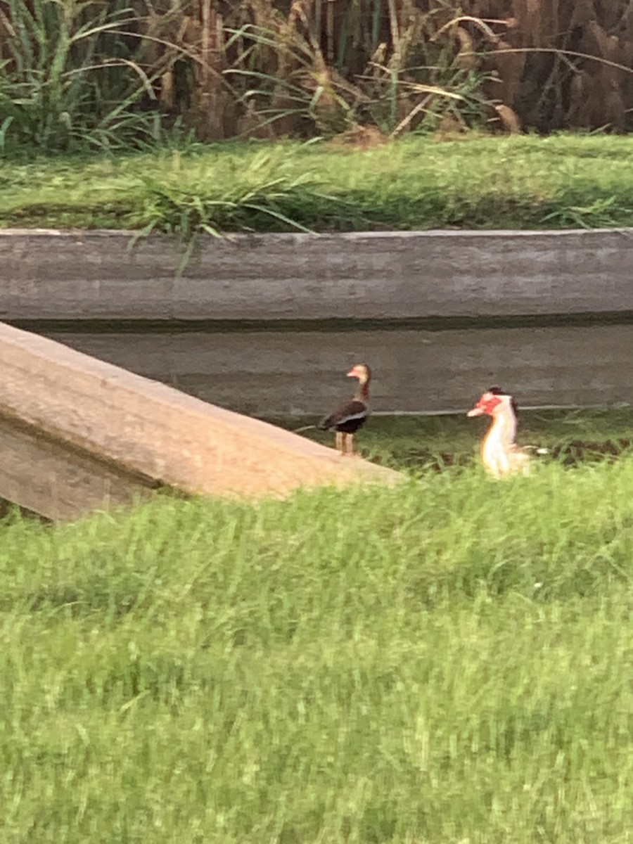 Black-bellied Whistling-Duck - ML635299279