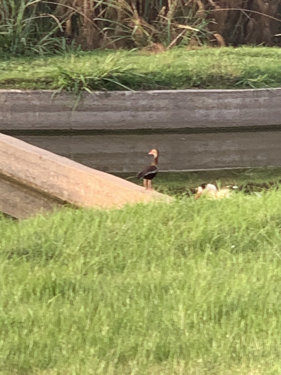 Black-bellied Whistling-Duck - ML635299280