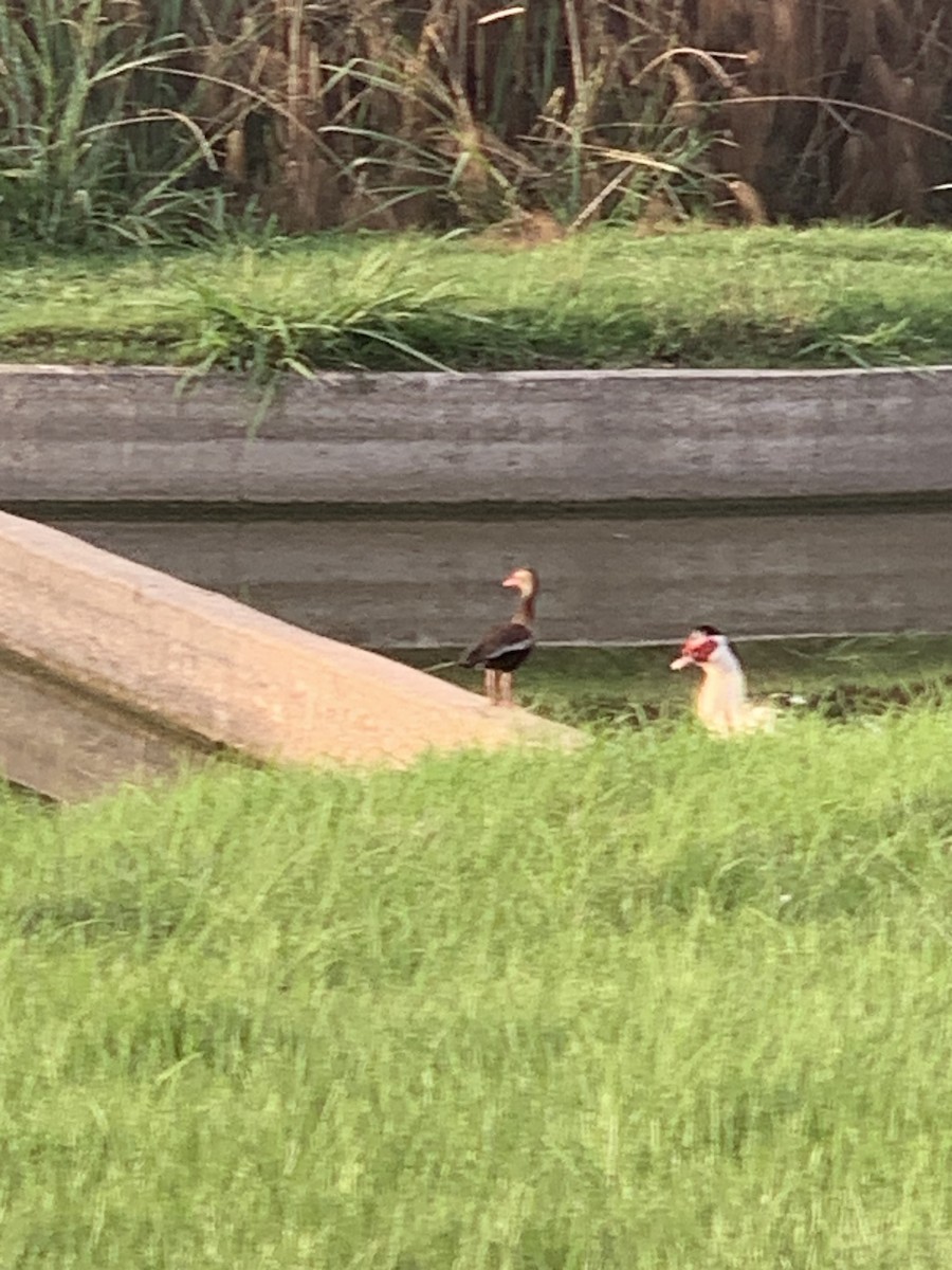 Black-bellied Whistling-Duck - ML635299281