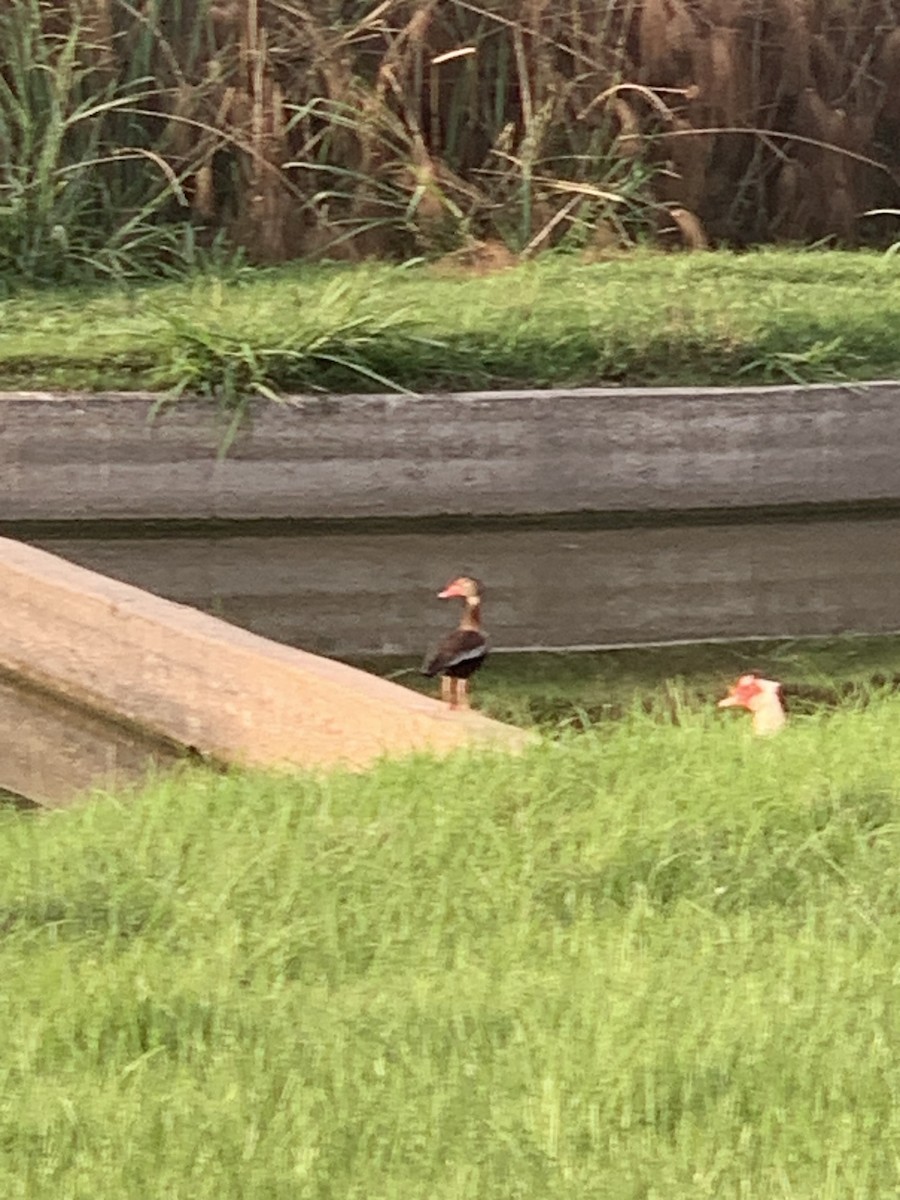 Black-bellied Whistling-Duck - ML635299282