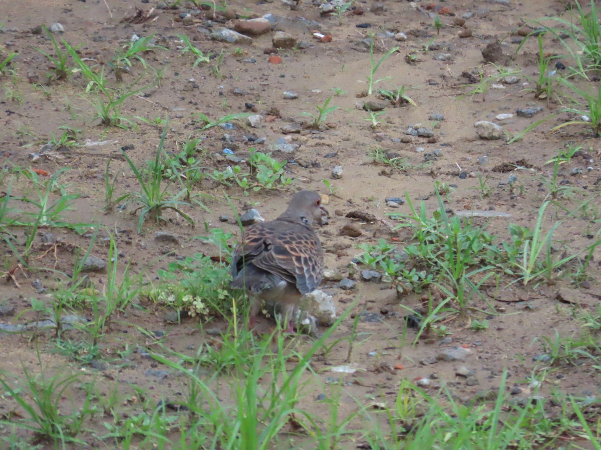 Oriental Turtle-Dove - ML635299353