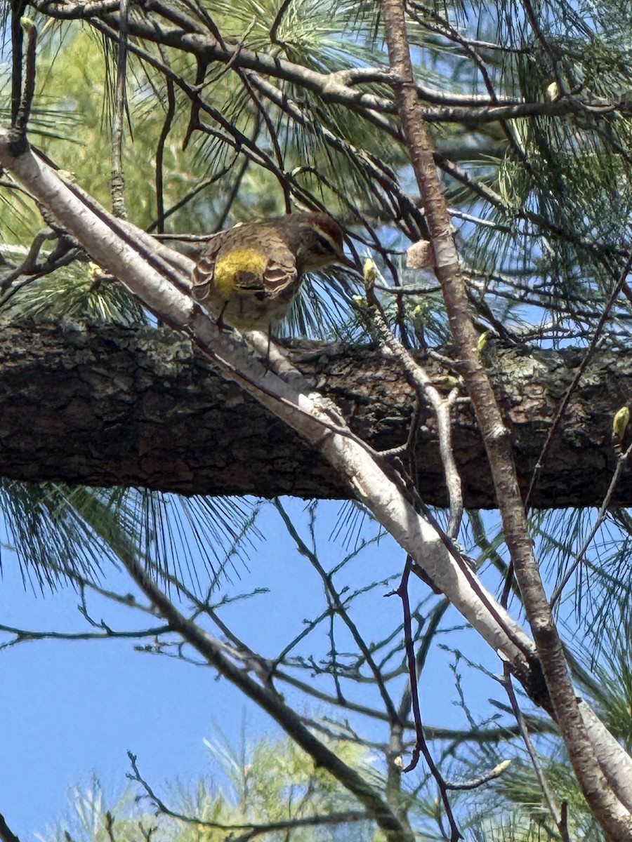Palm Warbler - ML635299384