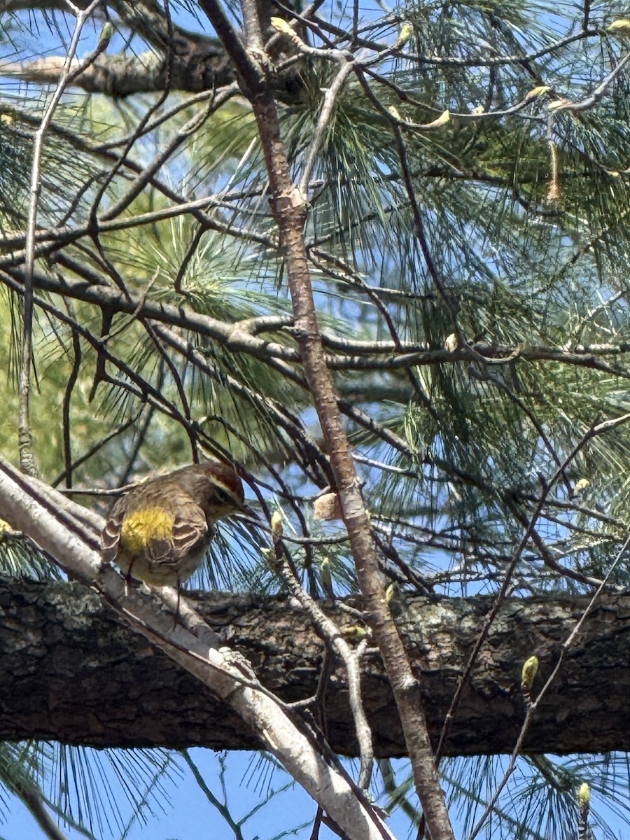 Palm Warbler - ML635299385