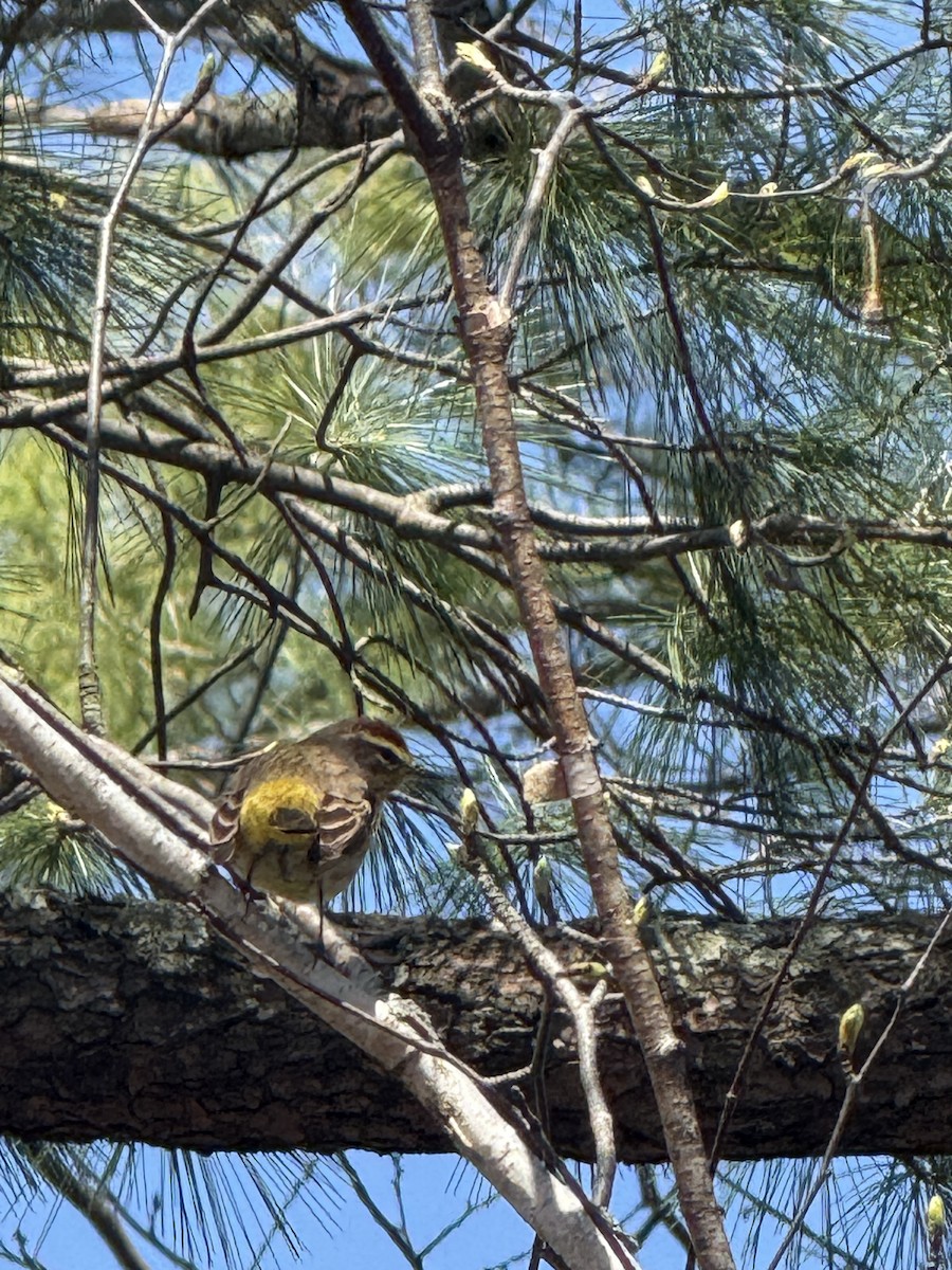 Palm Warbler - ML635299386