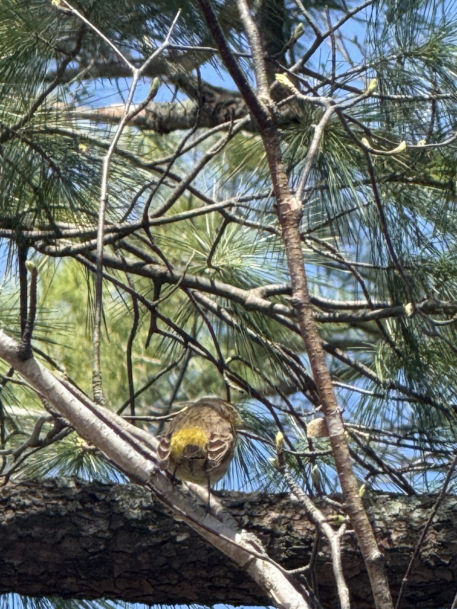 Palm Warbler - ML635299387