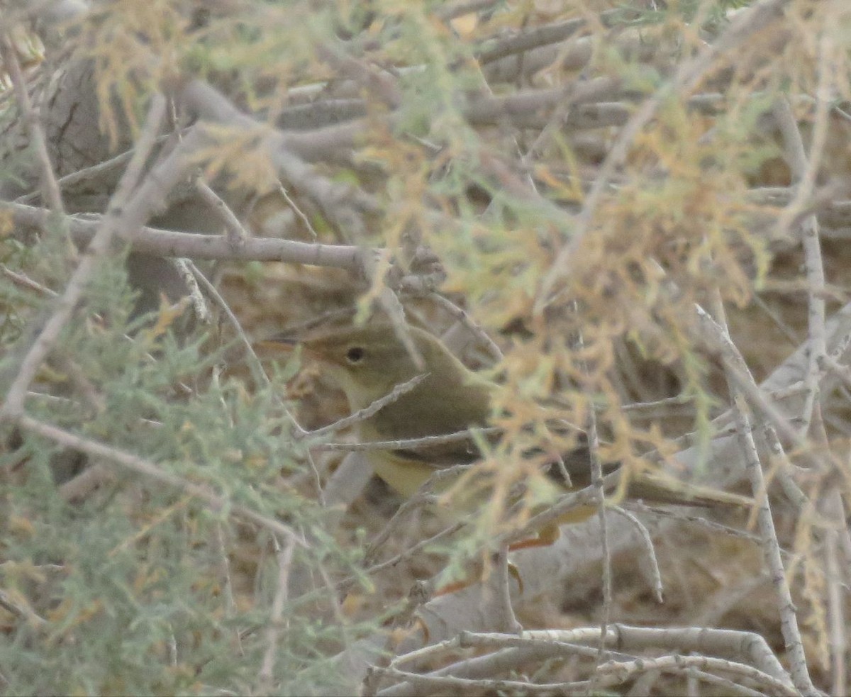 Common Reed Warbler (Caspian) - ML635299577