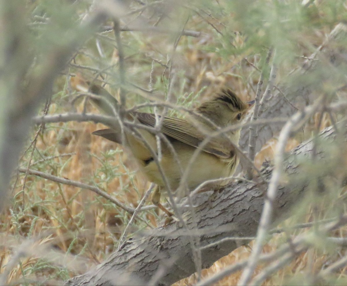 Common Reed Warbler (Caspian) - ML635299583