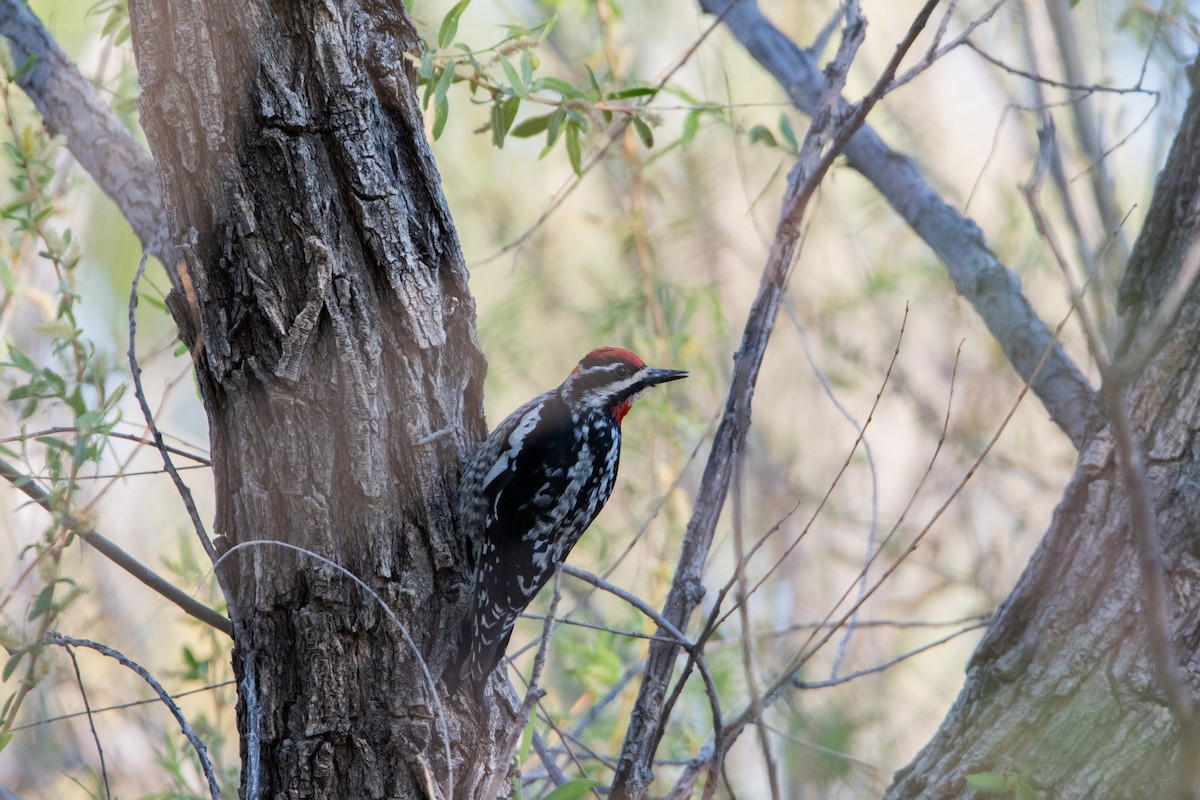 Red-naped Sapsucker - ML635299606